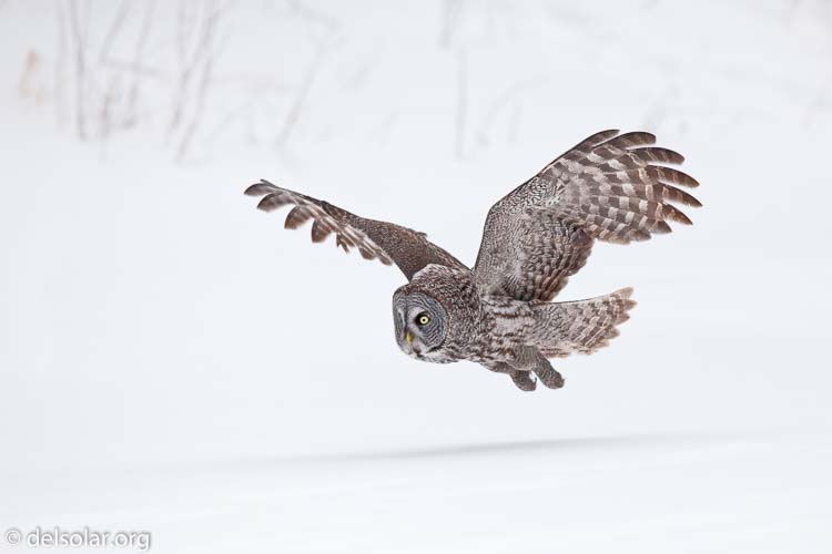 Canon EOS 5D Mark II  --  300 mm  --  EF300mm f/2.8L IS USM  