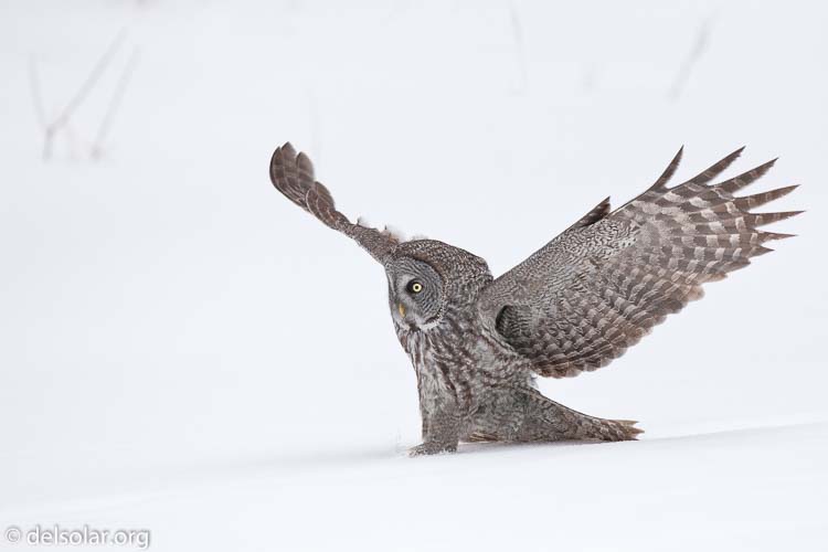 Canon EOS 5D Mark II  --  300 mm  --  EF300mm f/2.8L IS USM  