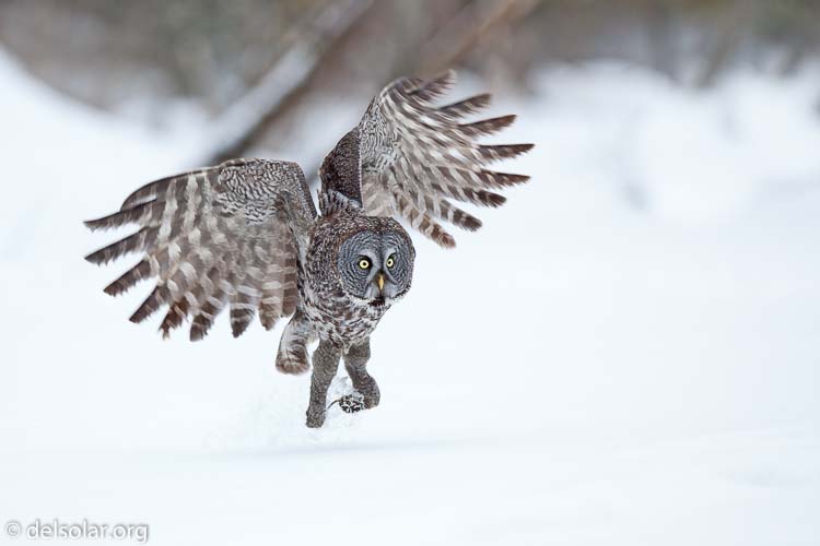 Canon EOS 5D Mark II  --  300 mm  --  EF300mm f/2.8L IS USM  