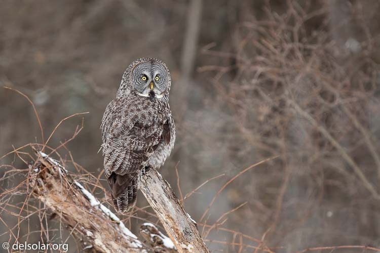 Canon EOS 5D Mark II  --  300 mm  --  EF300mm f/2.8L IS USM  