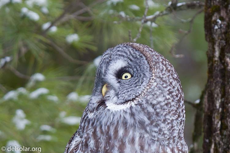 Canon EOS 5D Mark II  --  300 mm  --  EF300mm f/2.8L IS USM  