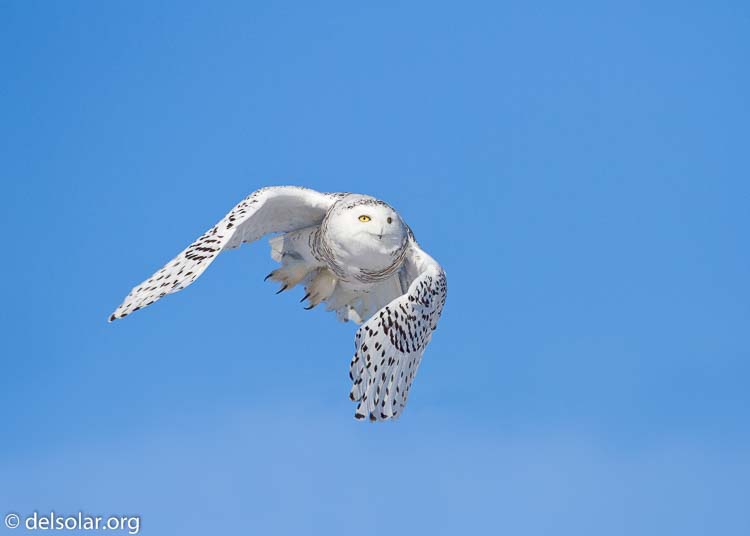 Canon EOS 7D  --  500 mm  --  EF500mm f/4L IS USM  