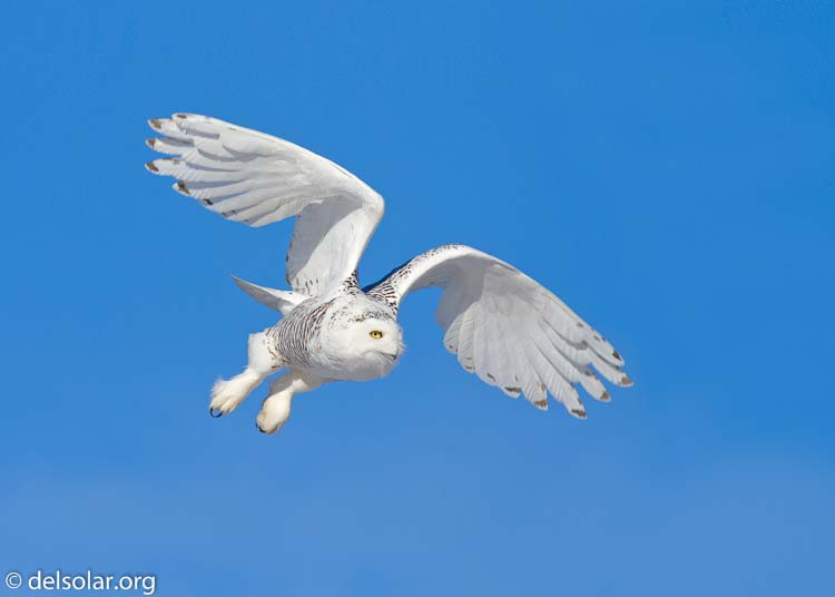 Canon EOS 7D  --  500 mm  --  EF500mm f/4L IS USM  