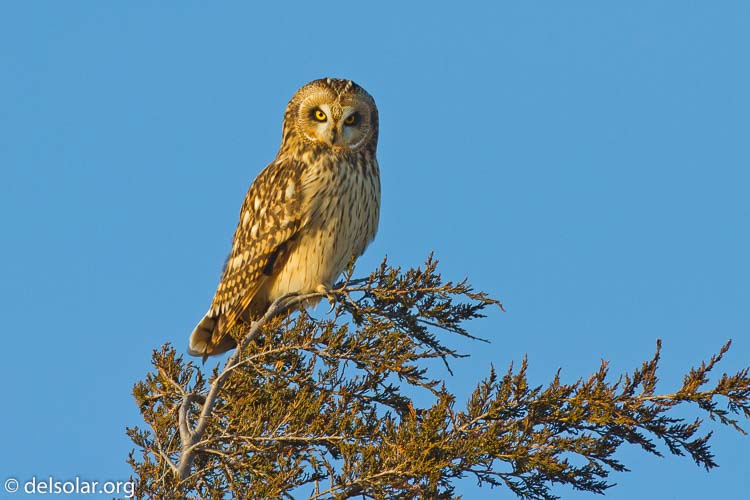 Canon EOS 7D  --  500 mm  --  EF500mm f/4L IS USM  