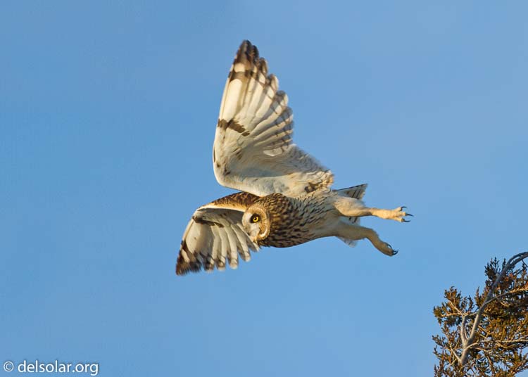 Canon EOS 7D  --  500 mm  --  EF500mm f/4L IS USM  