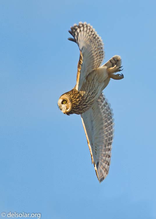 Canon EOS 7D  --  500 mm  --  EF500mm f/4L IS USM  