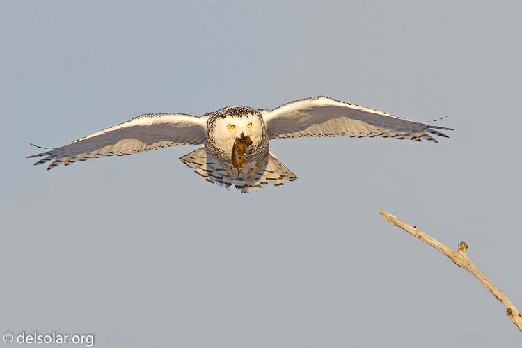 Canon EOS 7D  --  500 mm  --  EF500mm f/4L IS USM  