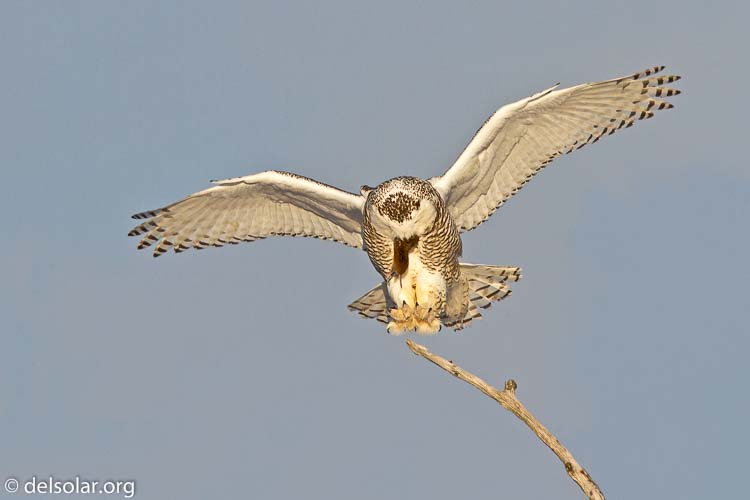 Canon EOS 7D  --  500 mm  --  EF500mm f/4L IS USM  