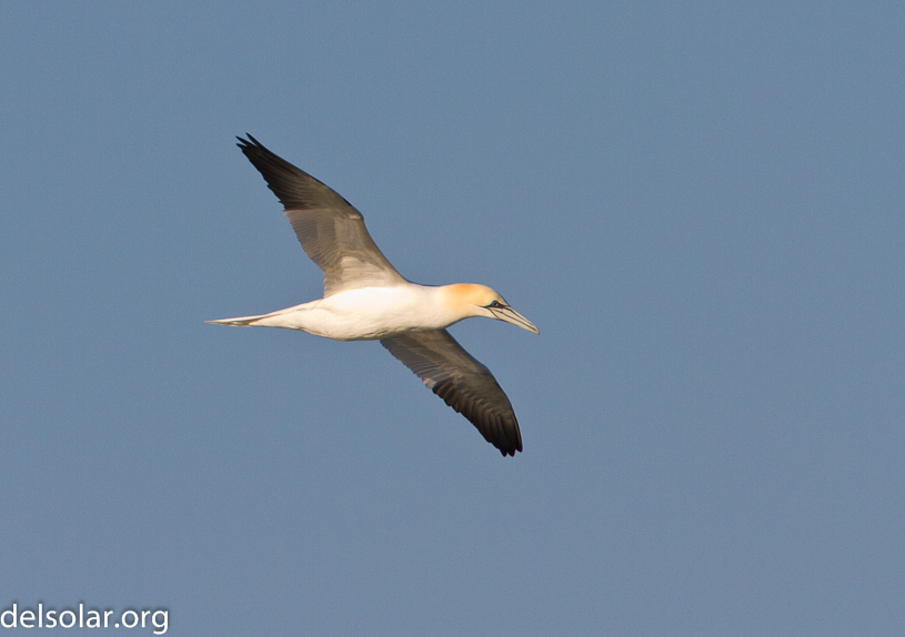 Canon EOS 7D - EF500mm f/4L IS USM