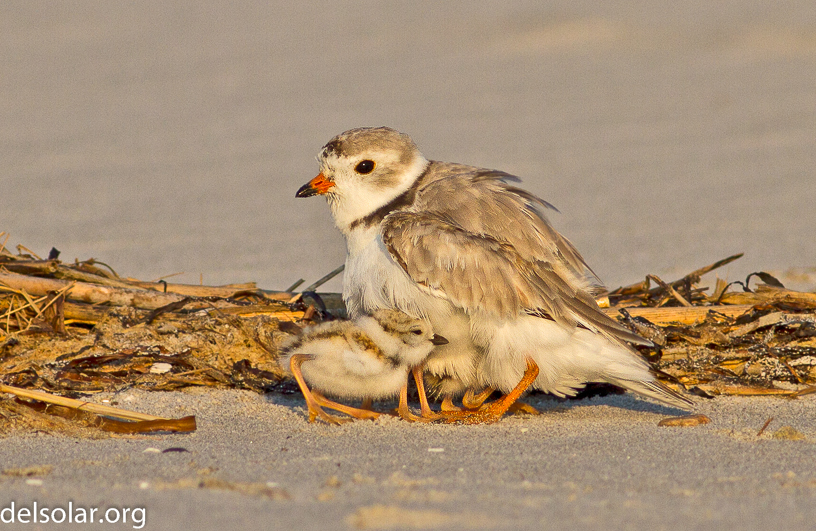 Canon EOS 7D - EF400mm f/5.6L USM