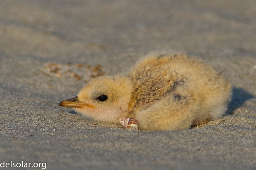 Canon EOS 7D - EF400mm f/5.6L USM