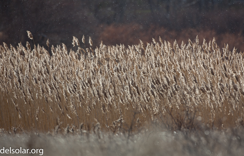 Canon EOS 5D Mark II - EF500mm f/4L IS USM