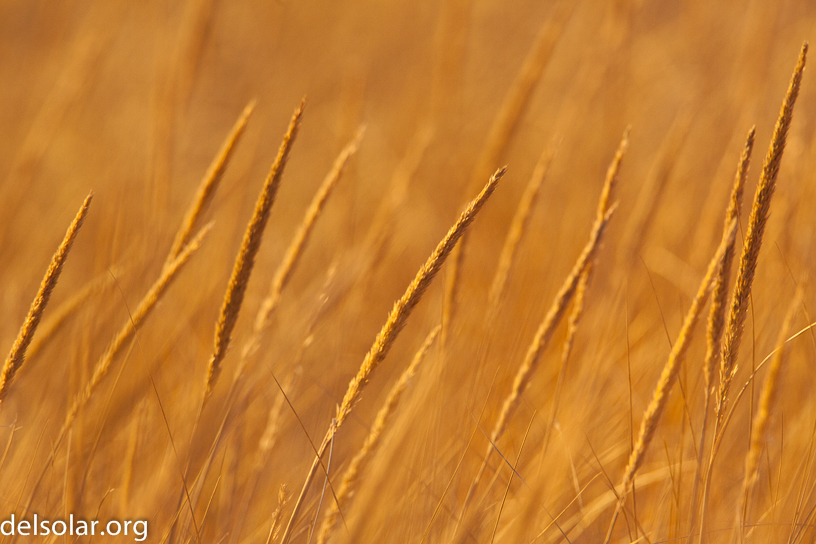 Canon EOS 5D Mark II - EF500mm f/4L IS USM