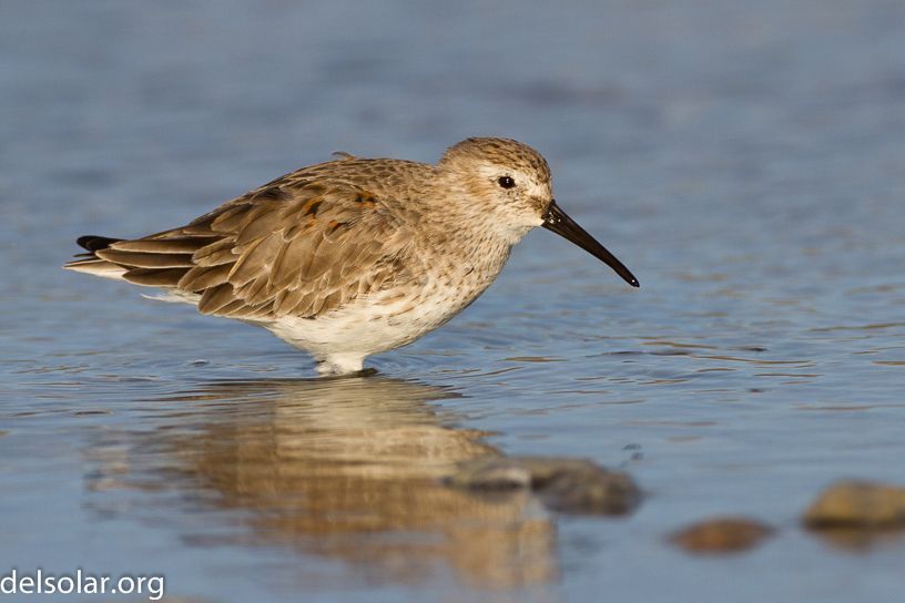 Canon EOS 7D - EF500mm f/4L IS USM