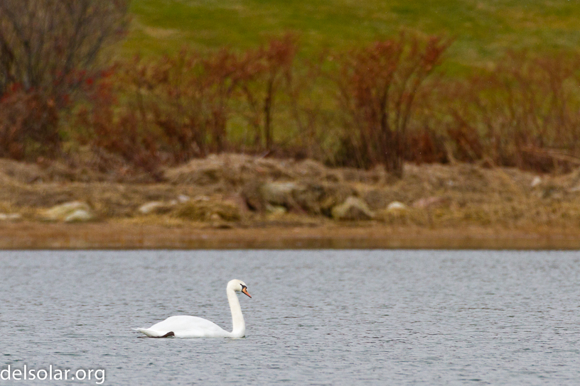 Canon EOS 7D - EF500mm f/4L IS USM