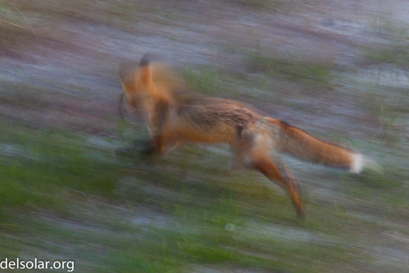 Canon EOS 5D Mark II - EF400mm f/5.6L USM