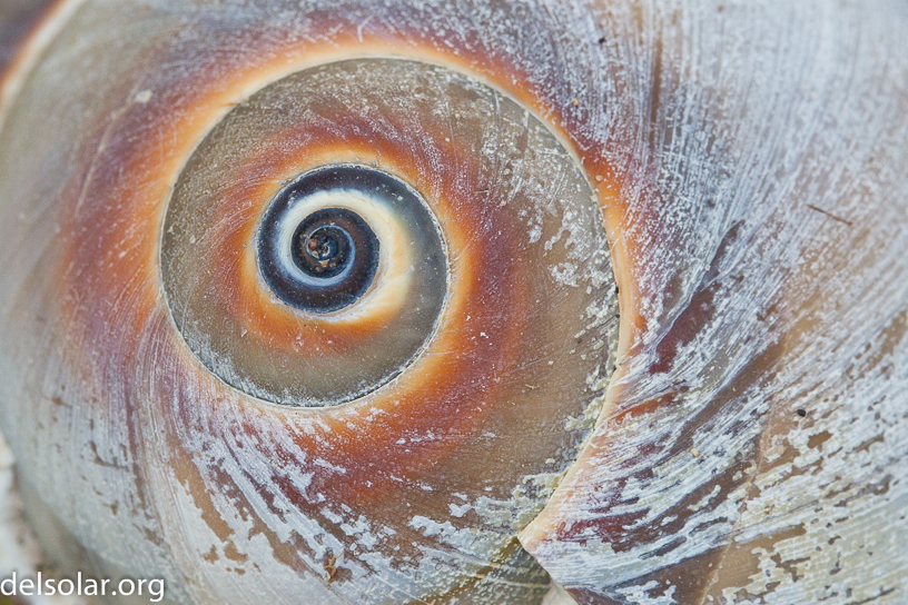 Canon EOS 5D Mark II - EF100mm f/2.8 Macro USM