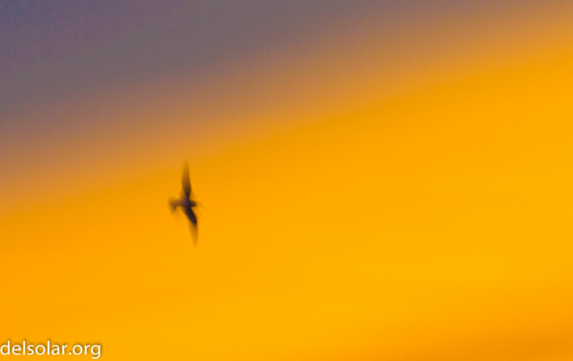 Canon EOS 7D - EF70-200mm f/4L USM