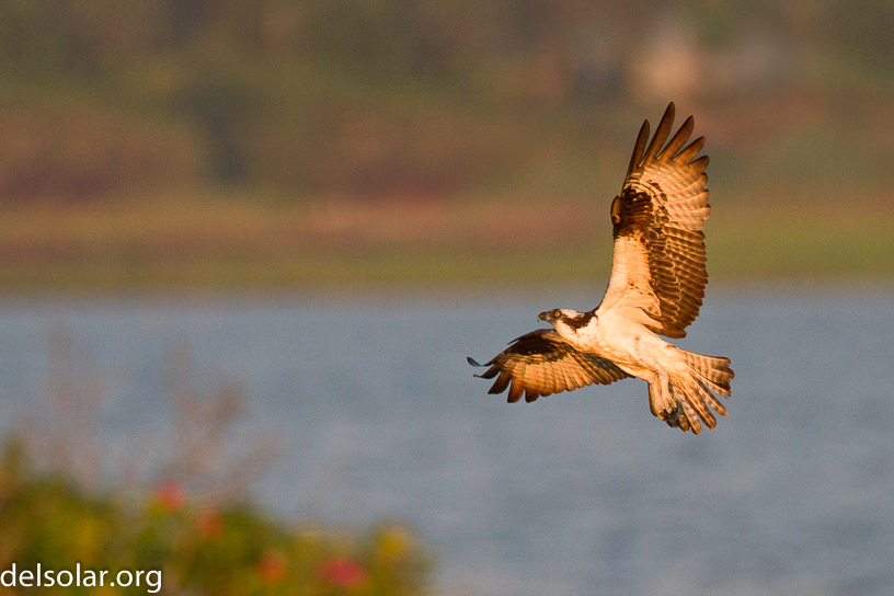 Canon EOS 7D - EF500mm f/4L IS USM