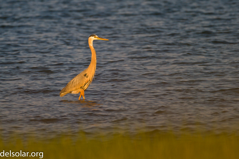 Canon EOS 7D - EF500mm f/4L IS USM