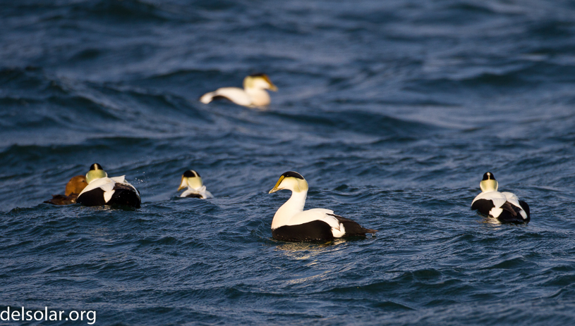 Canon EOS 7D - EF500mm f/4L IS USM