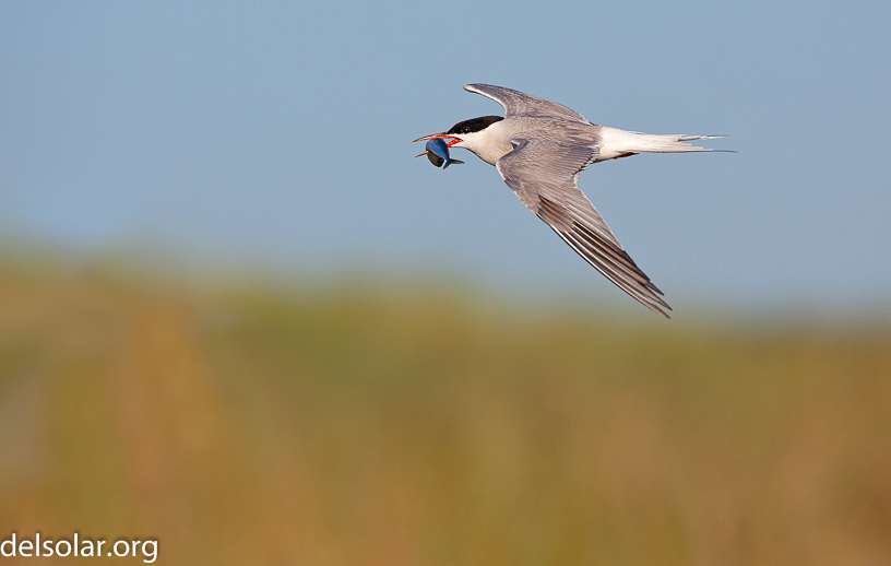 Canon EOS 5D Mark II - EF500mm f/4L IS USM