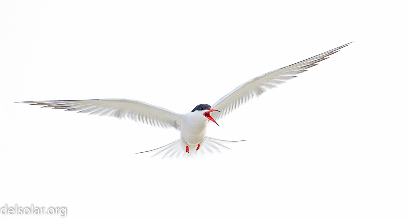 Canon EOS 7D - EF500mm f/4L IS USM