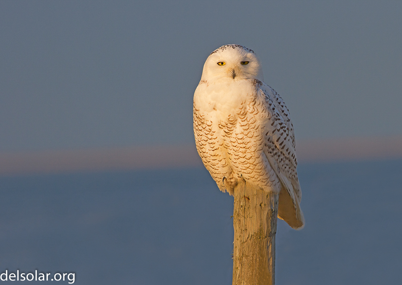 Canon EOS 7D - EF400mm f/5.6L USM