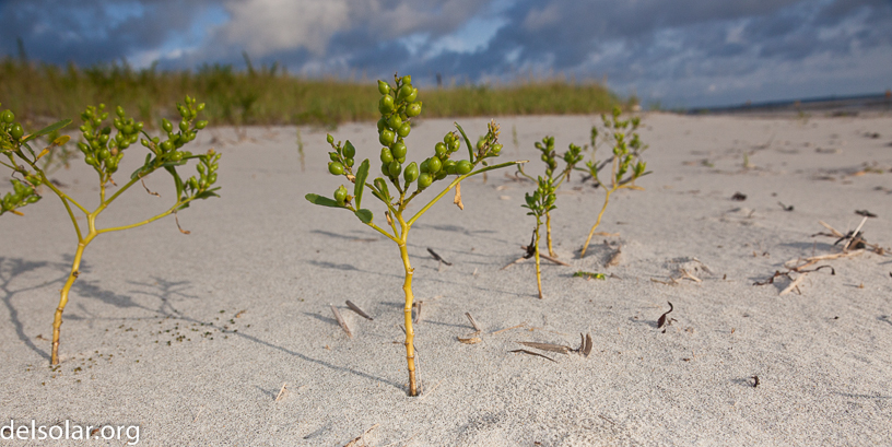 Canon EOS 5D Mark II - EF24-105mm f/4L IS USM