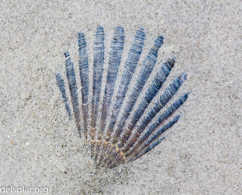 Canon EOS 5D Mark II - EF100mm f/2.8 Macro USM