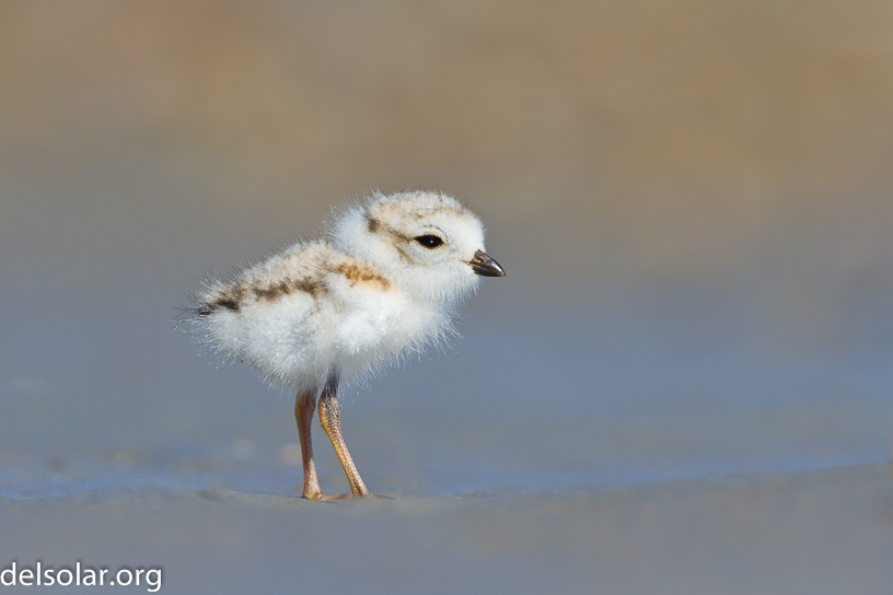 Canon EOS 7D - EF500mm f/4L IS USM