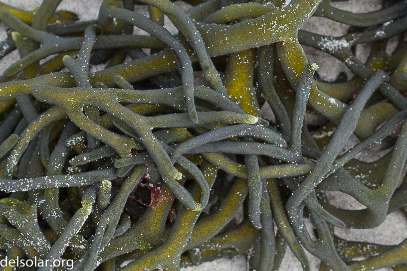 Canon EOS 5D Mark II - EF100mm f/2.8 Macro USM