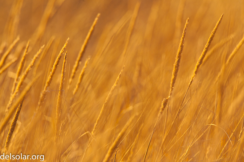 Canon EOS 5D Mark II - EF500mm f/4L IS USM