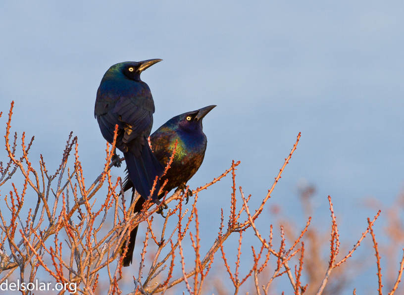 Canon EOS 7D - EF500mm f/4L IS USM