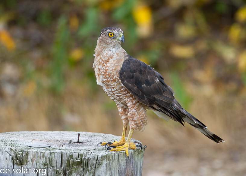 Canon EOS 7D - EF500mm f/4L IS USM
