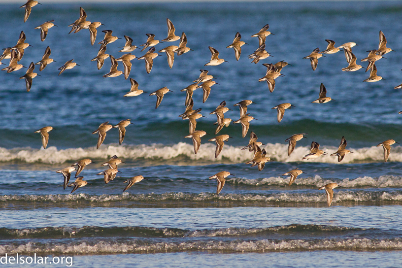 Canon EOS 7D - EF400mm f/5.6L USM