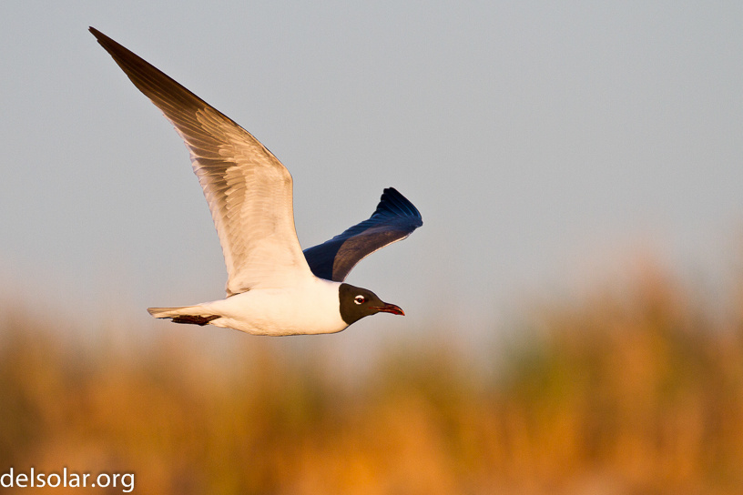 Canon EOS 7D - EF500mm f/4L IS USM