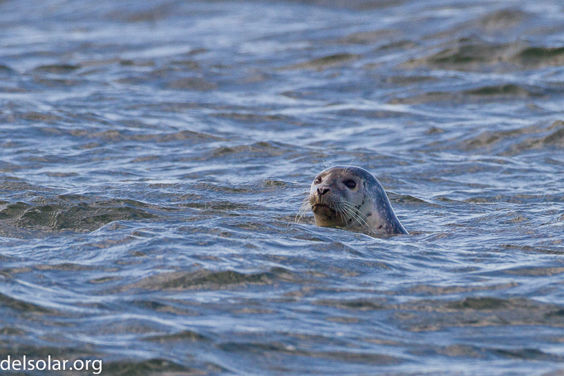 Canon EOS 7D - EF500mm f/4L IS USM