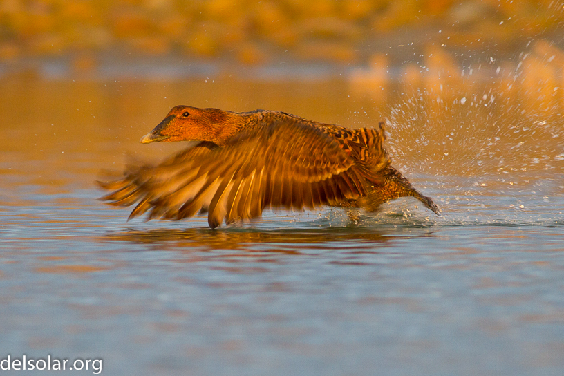 Canon EOS 7D - EF400mm f/5.6L USM