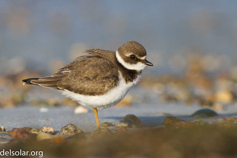 Canon EOS 7D - EF500mm f/4L IS USM