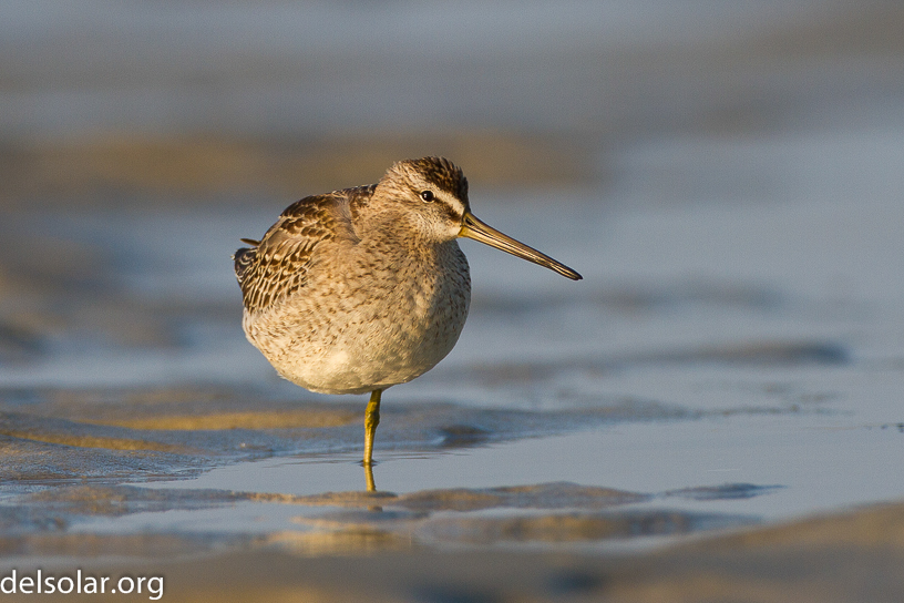 Canon EOS 7D - EF500mm f/4L IS USM