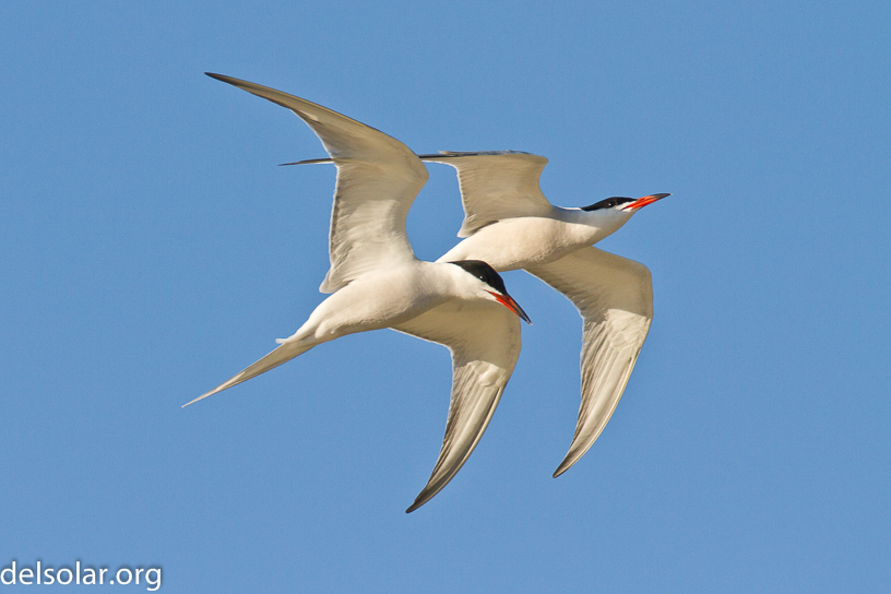 Canon EOS 7D - EF500mm f/4L IS USM