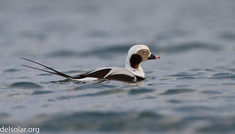 Canon EOS 7D - EF500mm f/4L IS USM