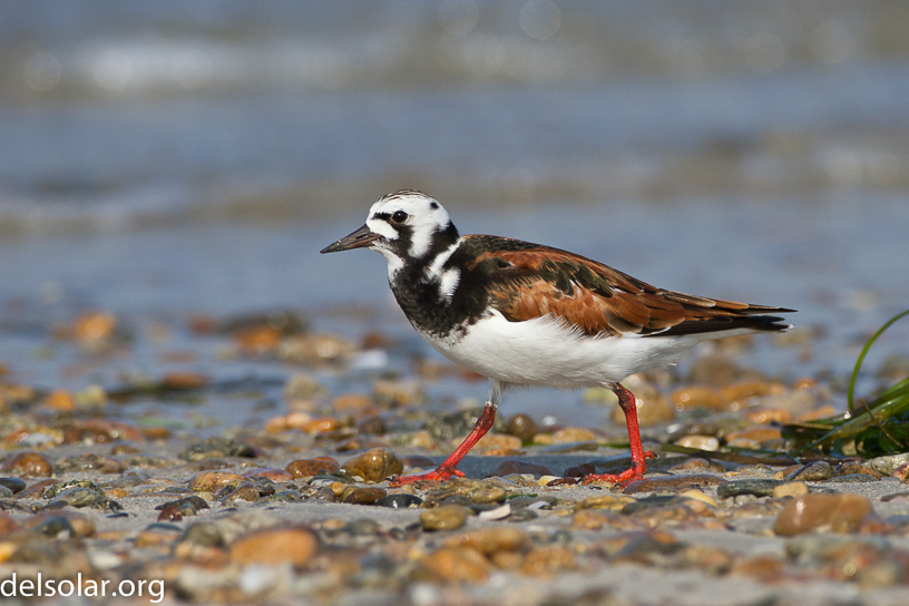 Canon EOS 7D - EF500mm f/4L IS USM