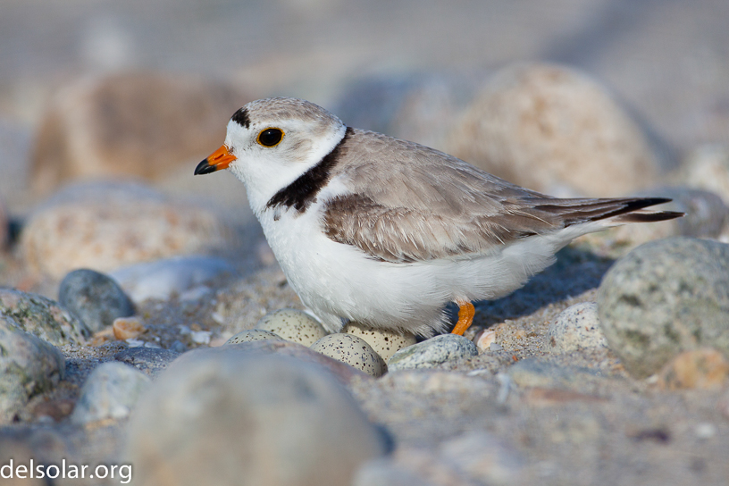 Canon EOS 5D Mark II - EF500mm f/4L IS USM