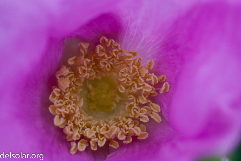 Canon EOS 5D Mark II - EF100mm f/2.8 Macro USM