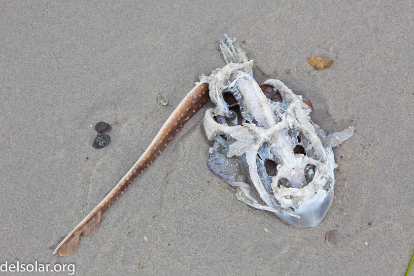 Canon EOS 5D Mark II - EF100mm f/2.8 Macro USM