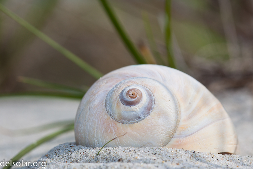 Canon EOS 5D Mark II - EF100mm f/2.8 Macro USM
