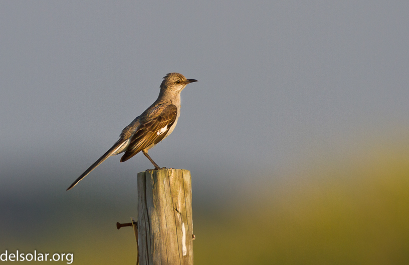 Canon EOS 7D - EF500mm f/4L IS USM