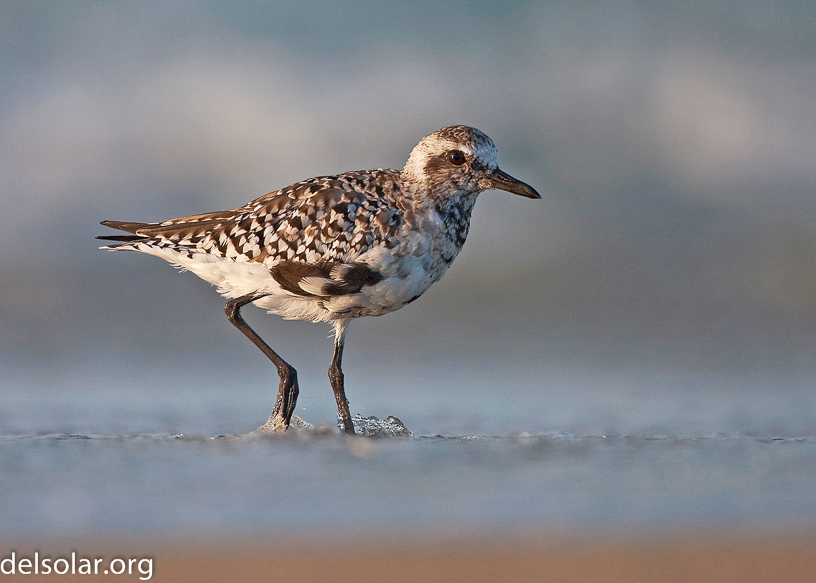 Canon EOS 40D - EF500mm f/4L IS USM